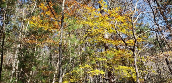 20181111_102036.jpg