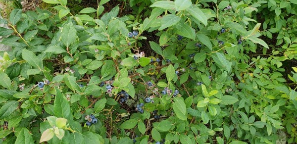 20190616_122438.jpg