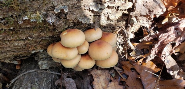 20201101_124110.jpg